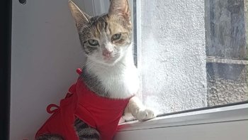 Zbiórka Bezdomna kotka z Główczyc - miniaturka zdjęcia