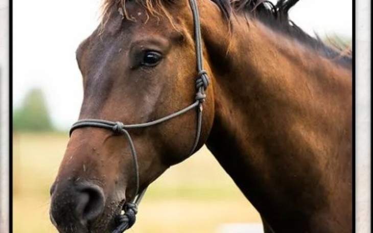 Zbiórka Pomóż uratować młodego Leo - zdjęcie główne