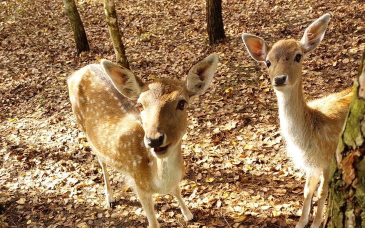 Zbiórka Zbieram na leczenie moich daniel - zdjęcie główne