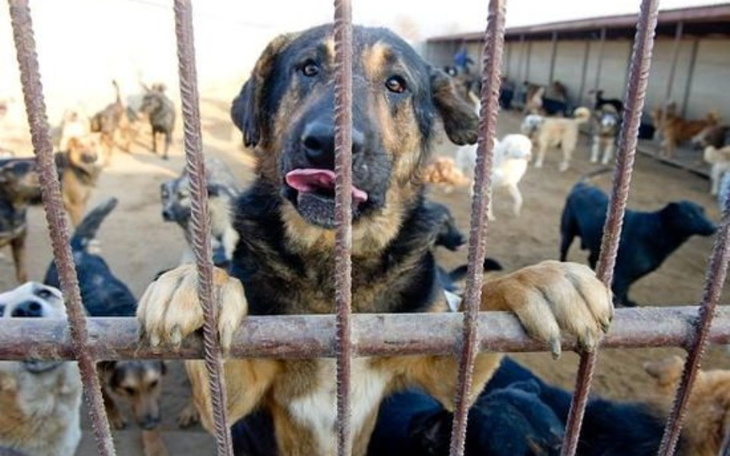Zbiórka Transport z mordowni - zdjęcie główne