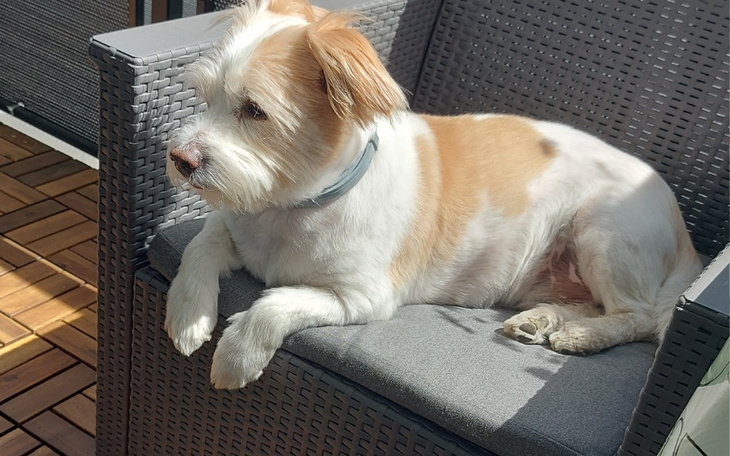 Zbiórka Operacja Nodisia - zdjęcie główne