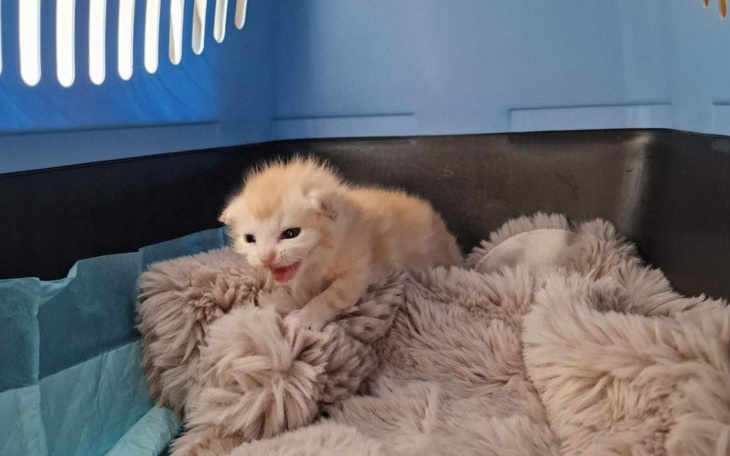 Zbiórka Franio i Czacza walczą o życie - zdjęcie główne