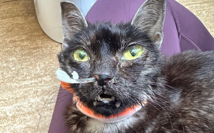 Zbiórka Muszyna kontra kaliciwiroza - zdjęcie główne