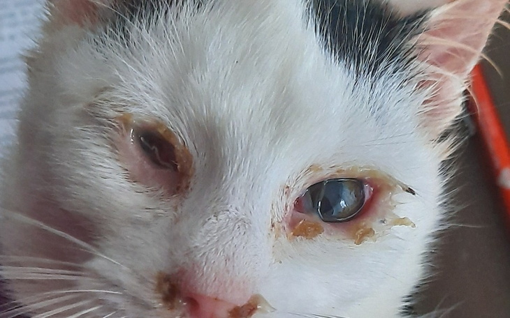 Zbiórka Czy mam umierać - zdjęcie główne