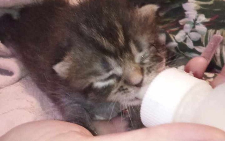 Zbiórka Leczenie i żywność dla kotka - zdjęcie główne