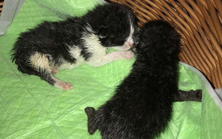 Zbiórka Leczenie kotków z panleukopenią - zdjęcie główne