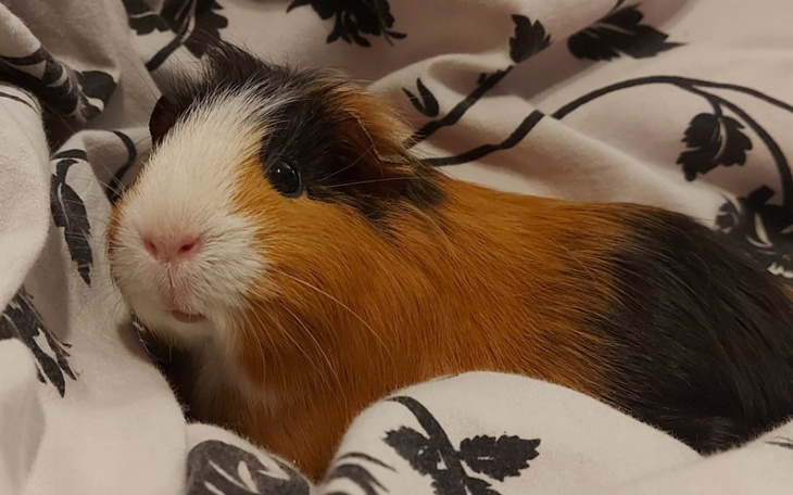 Zbiórka Głosuj na Bejbę - zdjęcie główne