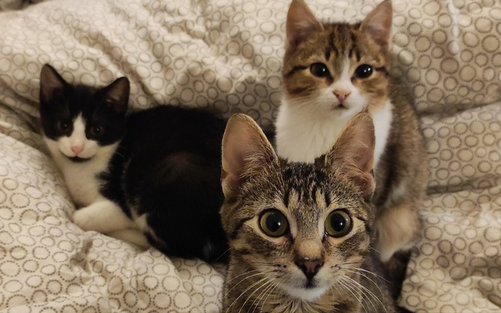 Zbiórka Na utrzymanie kotów w DT - zdjęcie główne