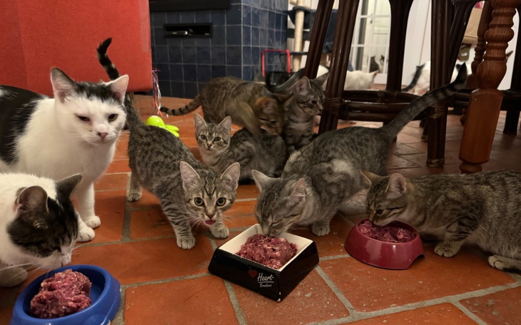 Grupa kotów jedzących z misek w domu.