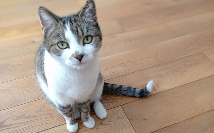 Zbiórka Ratujemy Meliskę - zdjęcie główne