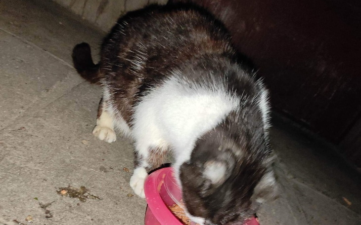 Zbiórka Weterynarz dla bezdomnej kotki - zdjęcie główne