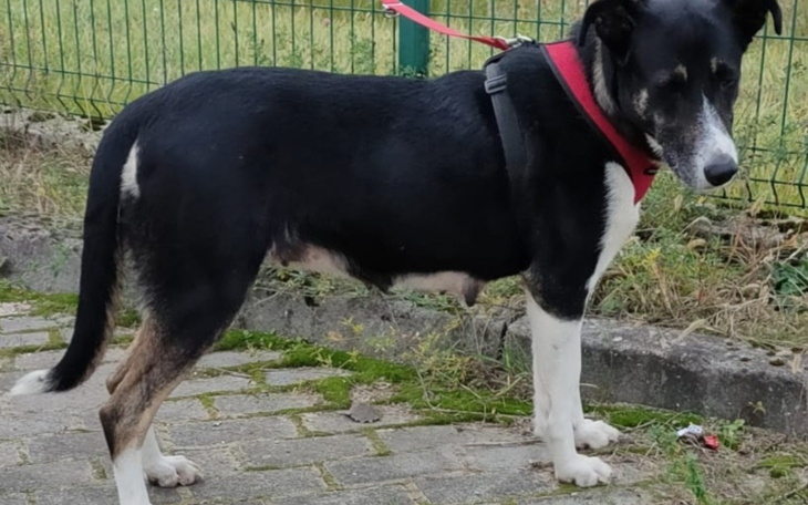 Czarny pies z białymi łapami, na smyczy w parku.