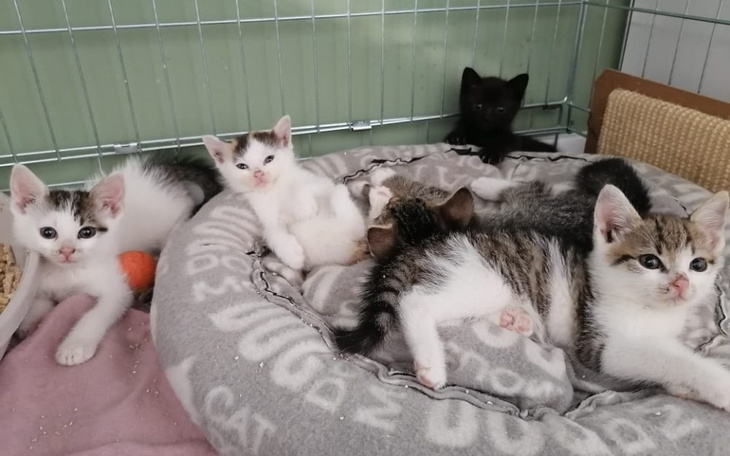 Zbiórka Kociaki niczyje 2021 - zdjęcie główne