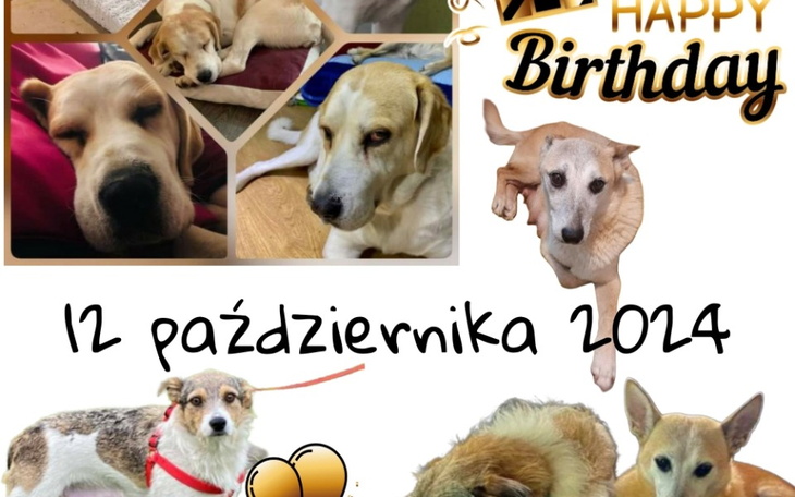 Zbiórka Elza Zuza Sonia 4 lata w Azylu - zdjęcie główne