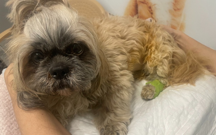 Zbiórka Na koszty leczenia Pegi - zdjęcie główne