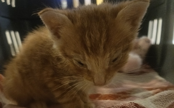 Zbiórka Koci wojownik walczy o życie - zdjęcie główne