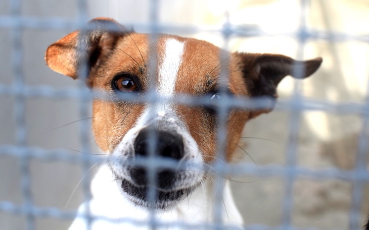 Pies patrzący przez siatkę, z wyrazem tęsknoty.