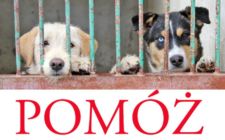 Zbiórka Zbieramy na schroniska! - zdjęcie główne