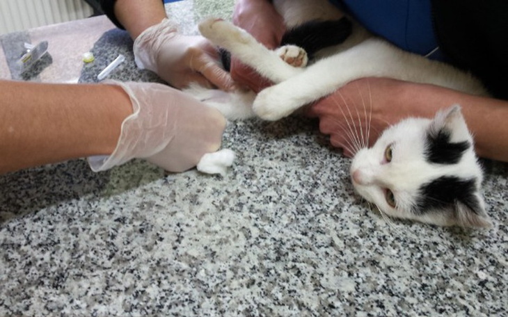 Zbiórka Testy i sterylka bezdomnej kici - zdjęcie główne