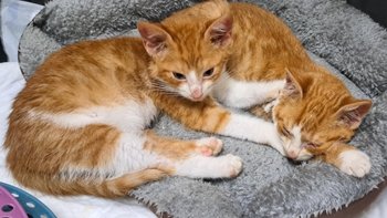 Zbiórka Miłek i Miłoszek proszą o pomoc - miniaturka zdjęcia