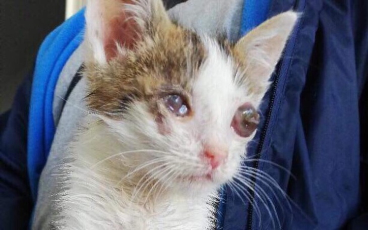 Zbiórka MojeAdopciaki - zbiórka na pomoc - zdjęcie główne