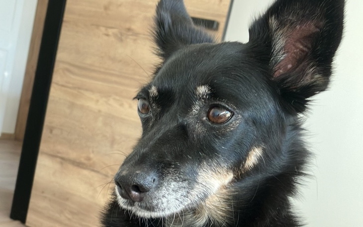 Zbiórka Operacja Mollki - zdjęcie główne