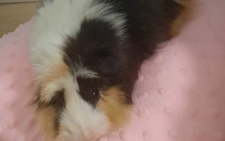 Zbiórka Leczenie Świnki morskiej Tosi - zdjęcie główne