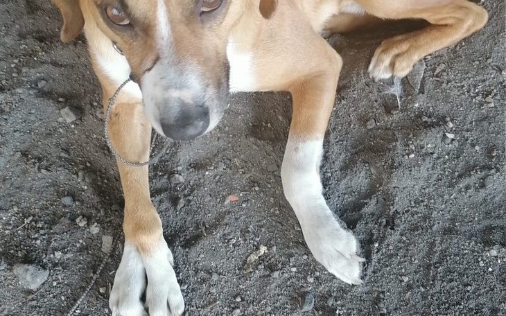 Zbiórka Pomoc na pieska po przejściach - zdjęcie główne