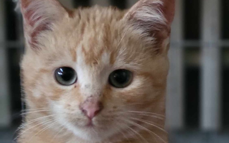 Zbiórka Pomoc zwierzętom w potrzebie - zdjęcie główne