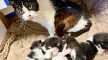 Zbiórka 6 kocich stworzeń w potrzebie - miniaturka zdjęcia