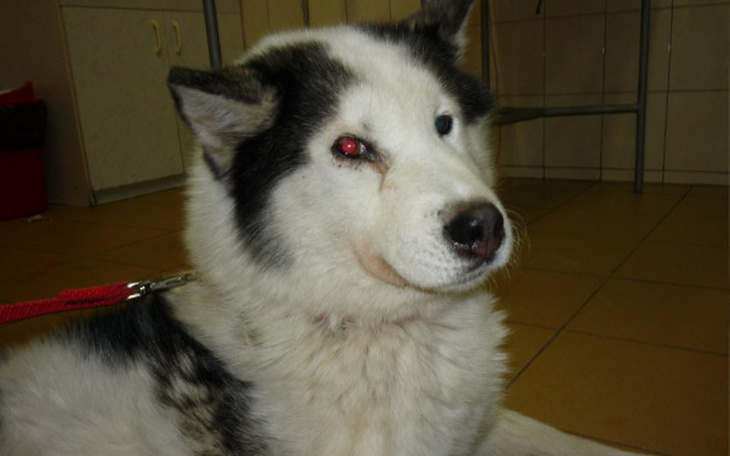 Zbiórka Dla psa husky - zdjęcie główne