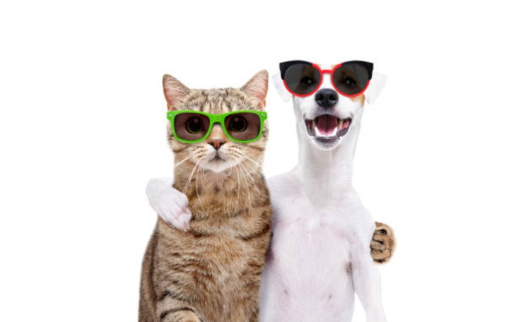 Zbiórka Na psy i kotki zamiast wódki - zdjęcie główne