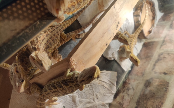 Zbiórka Dla młodych agam brodatych - zdjęcie główne