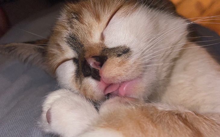 Kot śpiący z wystawionym językiem, na poduszce.