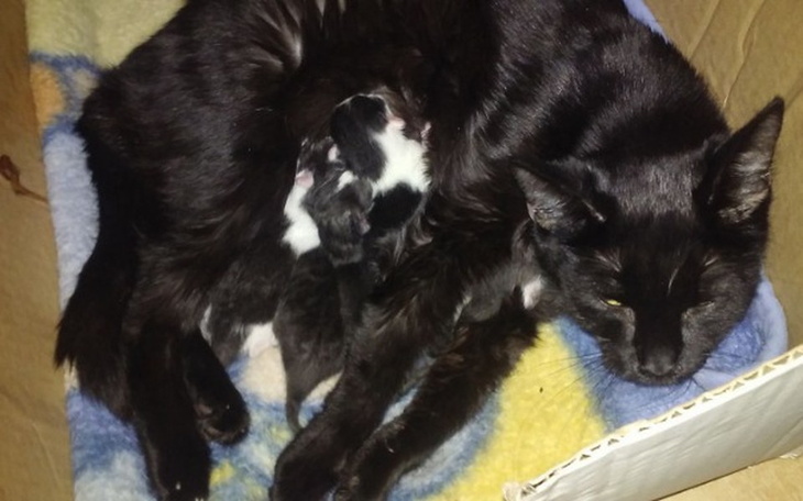 Zbiórka ratowanie kotków  bezdomnych - zdjęcie główne