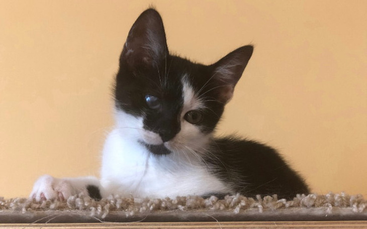 Zbiórka Jagodziankowe kocięta - zdjęcie główne