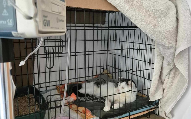 Zbiórka Karma renal dla bezdomniaka - zdjęcie główne