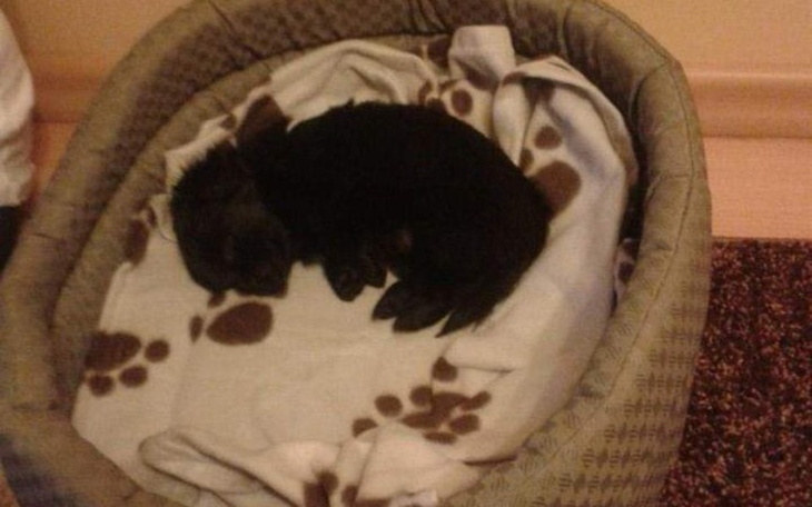 Zbiórka Operacja pieska w klinice - zdjęcie główne