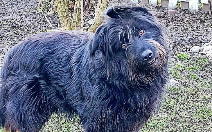 Czarny pies z ciekawym wyrazem twarzy na tle zieleni.