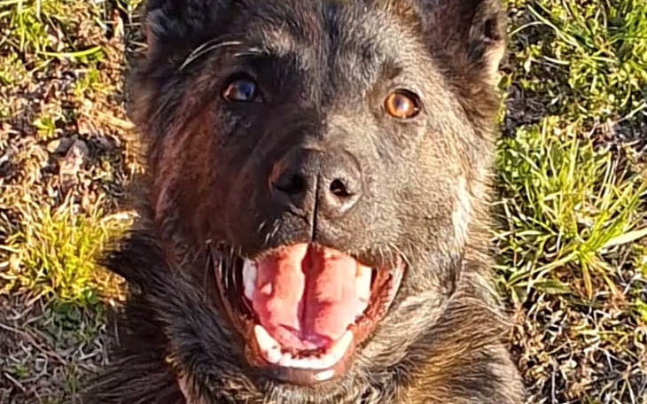 Zbiórka na szkolenie dla mojego psa - zdjęcie główne