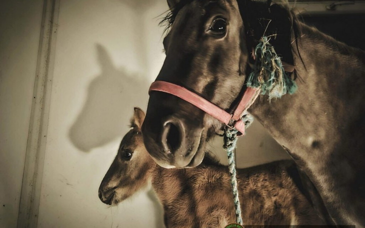 Koń z źrebakiem w stajni, z widocznymi detalami ich twarzy.