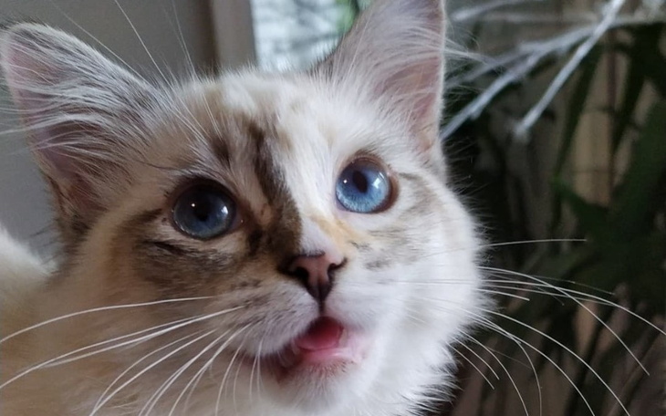 Zbiórka Pomóżmy Neli przezwyciężyć FiP - zdjęcie główne