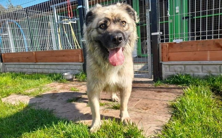 Pies w schronisku, szczęśliwy i gotowy do adopcji.