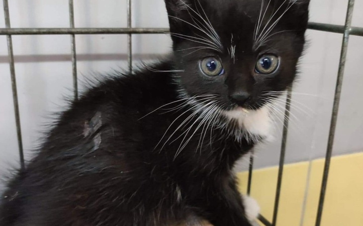 Czarny kotek w klatce, szuka nowego domu.