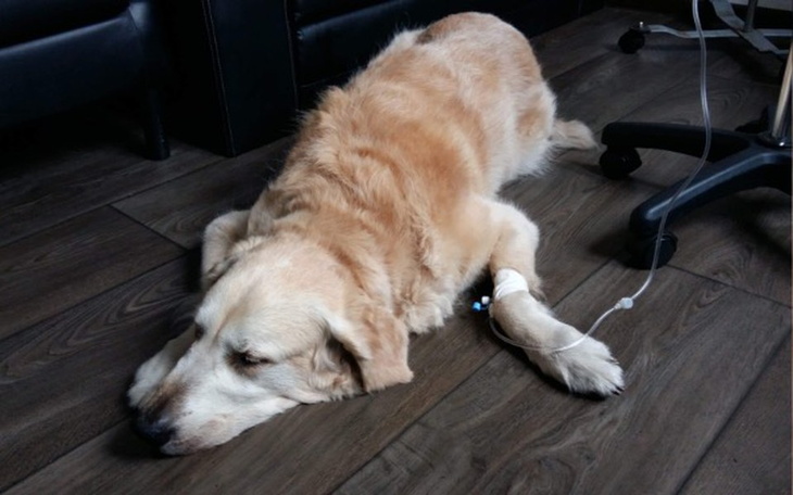 Zbiórka Asap - walka z chłoniakiem - zdjęcie główne