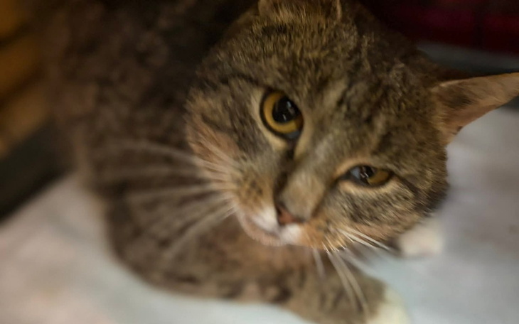 Kot leżący na podłożu, patrzący w stronę obiektywu.