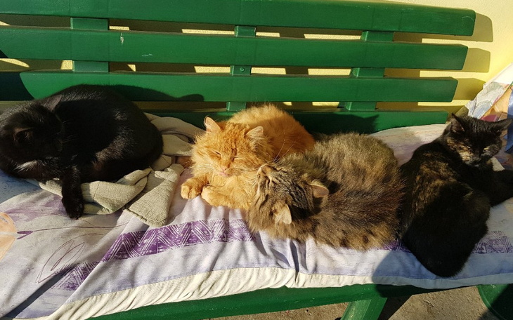 Zbiórka Kociaki - karma, weterynarz, lek - zdjęcie główne