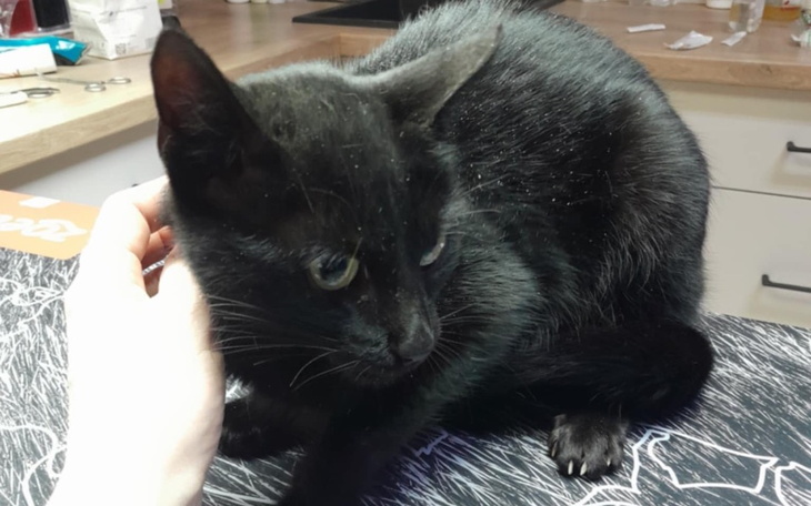 Czarny kot siedzący na stole, z zainteresowaniem patrzy.