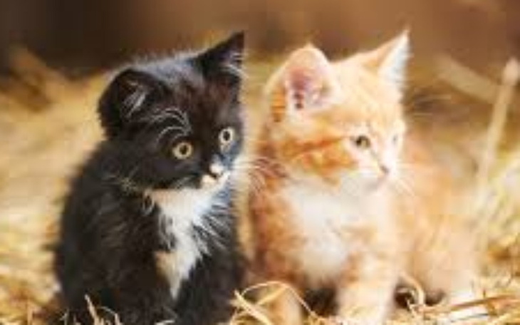 Zbiórka na kamerke dla Azji - zdjęcie główne