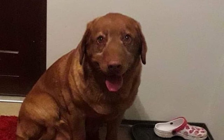 Zbiórka Pseudo zniszczyło im zdrowie :( - zdjęcie główne